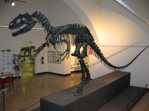 Allosaurus, photo 3 of 3