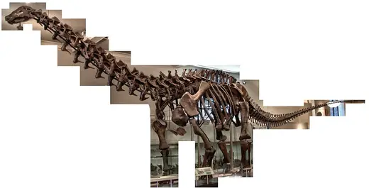 Apatosaurus, photo 2 of 3