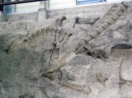 Apatosaurus, photo 3 of 3