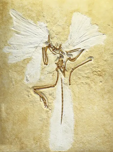 Archaeopteryx, photo 2 of 3