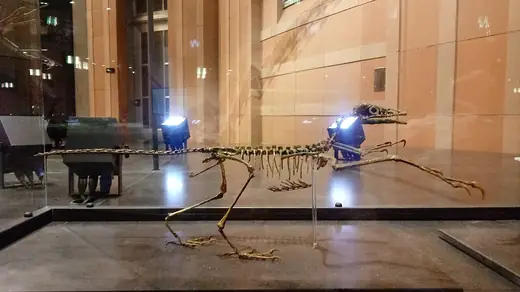 Archaeopteryx, photo 3 of 3