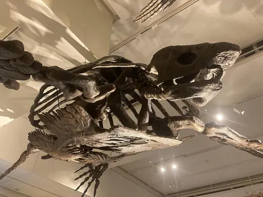 Archelon, photo 2 of 3