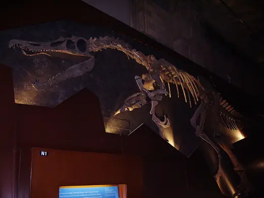 Baryonyx, photo 2 of 3