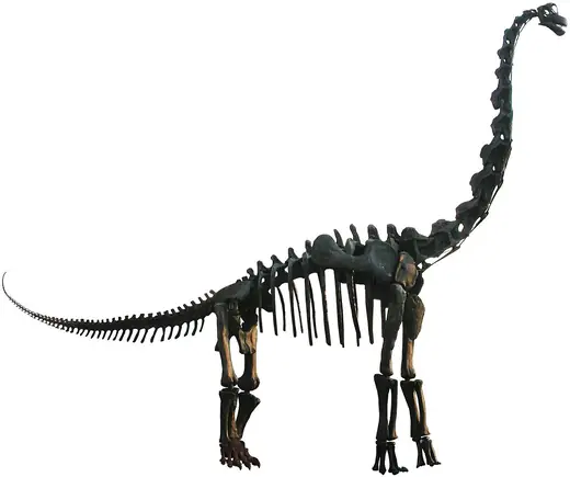 Brachiosaurus, photo 1 of 3