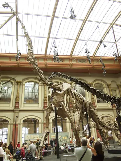 Brachiosaurus, photo 2 of 3