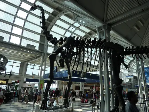 Brachiosaurus, photo 3 of 3