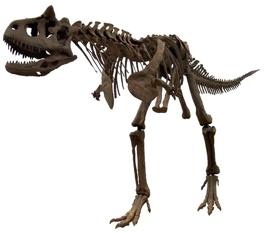 Carnotaurus, photo 1 of 3