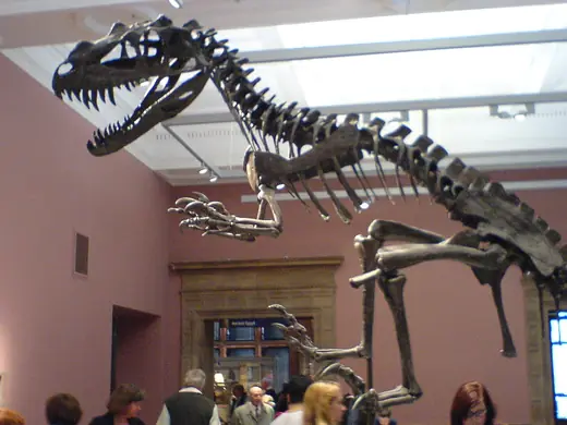 Ceratosaurus, photo 3 of 3