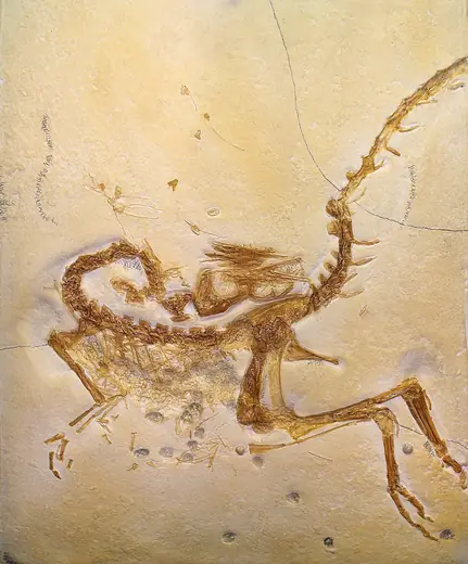 Compsognathus, photo 1 of 3