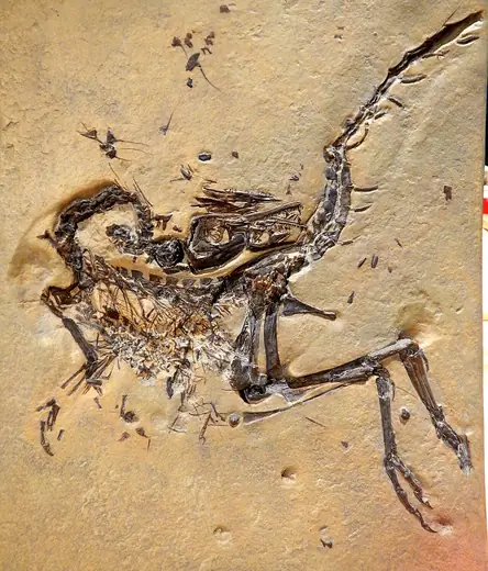 Compsognathus, photo 3 of 3