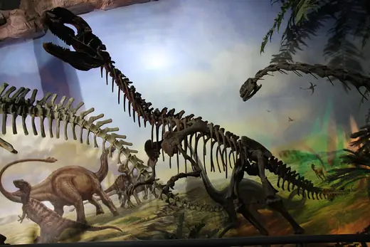 Dilophosaurus, photo 1 of 3