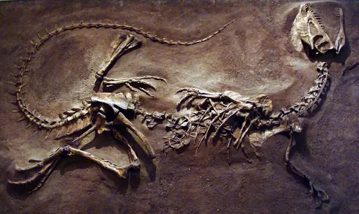 Dilophosaurus, photo 3 of 3