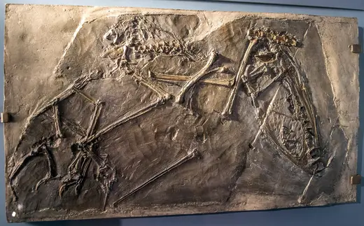 Dimorphodon, photo 1