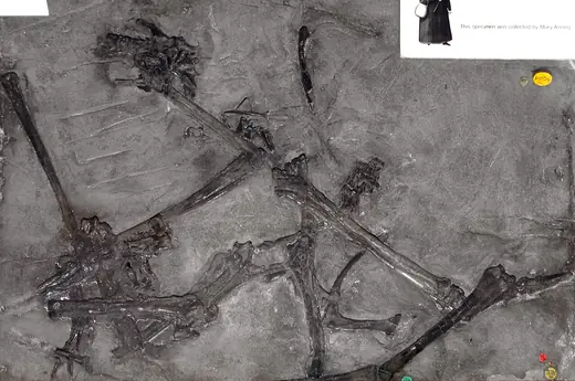 Dimorphodon, photo 2