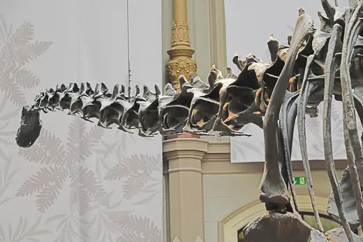Diplodocus, photo 1 of 3