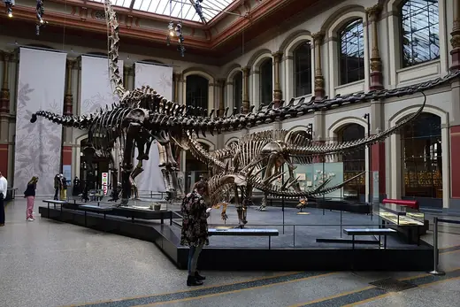 Diplodocus, photo 2 of 3