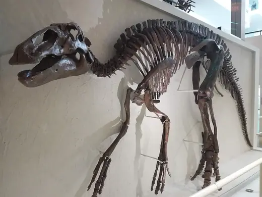 Edmontosaurus, photo 1 of 3