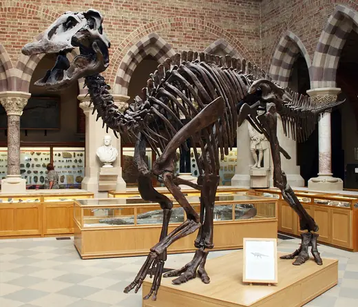 Edmontosaurus, photo 2 of 3