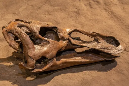 Edmontosaurus, photo 3 of 3