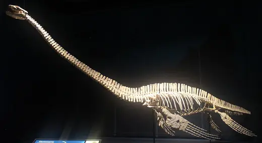 Elasmosaurus, photo 1 of 3