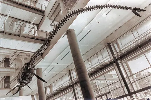 Elasmosaurus, photo 3 of 3