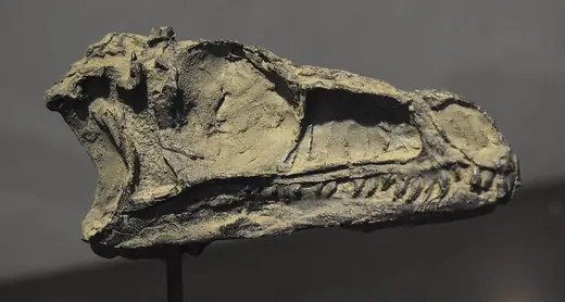 Eoraptor, photo 3 of 3
