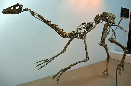Gallimimus, photo 1 of 3