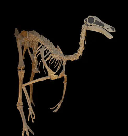 Gallimimus, photo 2 of 3