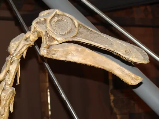 Gallimimus, photo 3 of 3
