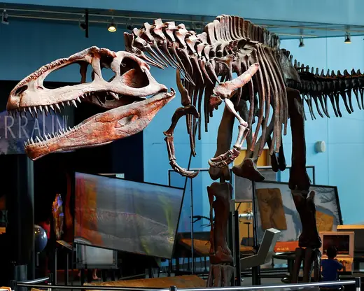Giganotosaurus, photo 2 of 3