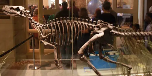 Herrerasaurus, photo 2 of 3