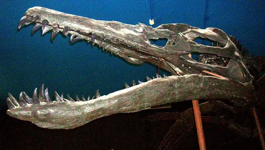 Liopleurodon, photo 1 of 3