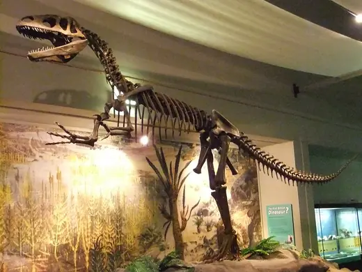 Megalosaurus, photo 1 of 3