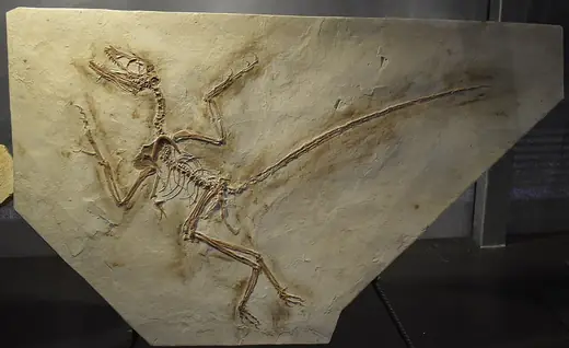 Microraptor, photo 2