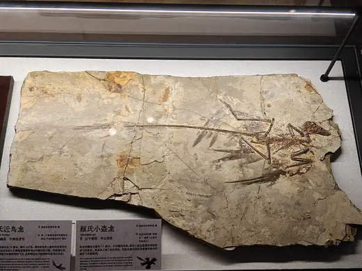 Microraptor, photo 3