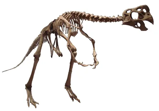 Oviraptor, photo 1 of 3