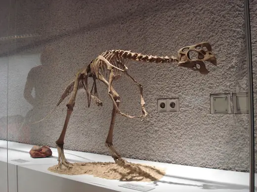 Oviraptor, photo 2 of 3