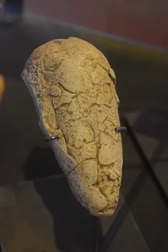 Oviraptor, photo 3 of 3