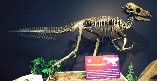 Pachycephalosaurus, photo 1 of 3