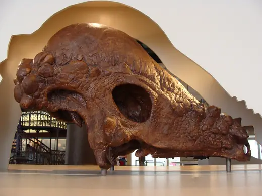 Pachycephalosaurus, photo 3 of 3