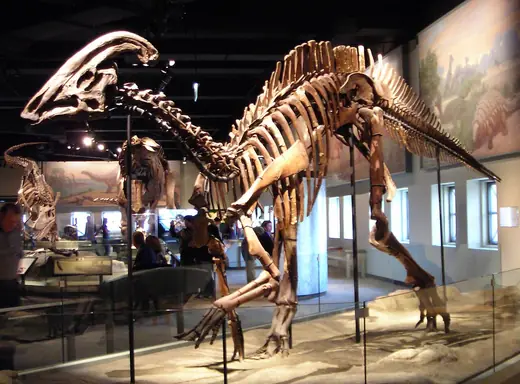 Parasaurolophus, photo 1 of 3