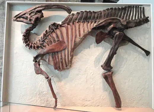 Parasaurolophus, photo 3 of 3