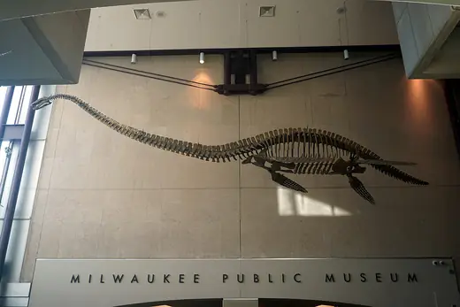 Plesiosaurus, photo 1 of 3