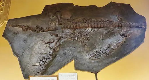 Plesiosaurus, photo 3 of 3