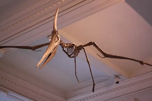 Pteranodon, photo 1 of 3