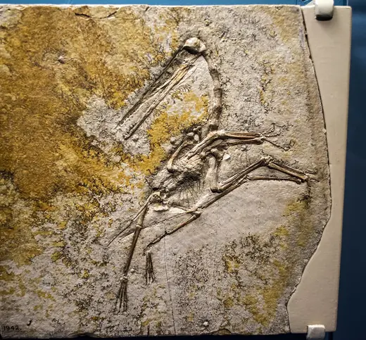Pterodactyl, photo 1 of 3