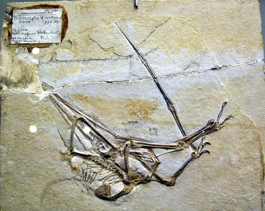 Pterodactyl, photo 3 of 3