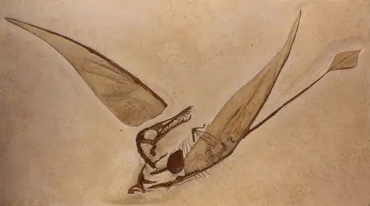 Rhamphorhynchus, photo 1 of 3