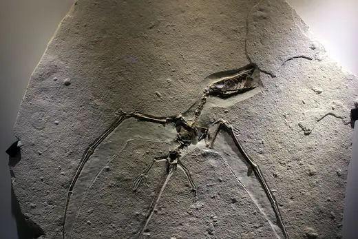 Rhamphorhynchus, photo 2 of 3