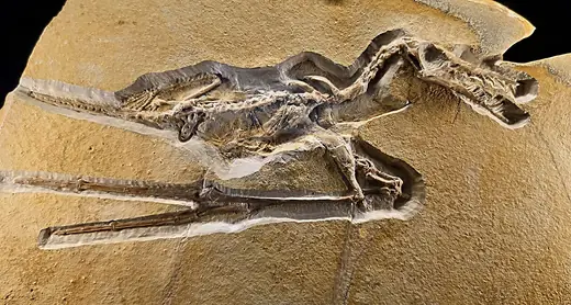 Rhamphorhynchus, photo 3 of 3